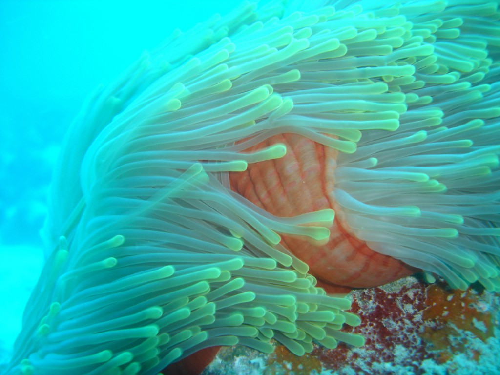 Tauchen auf den Seychellen - Anemone © paula navarro_FreeImages